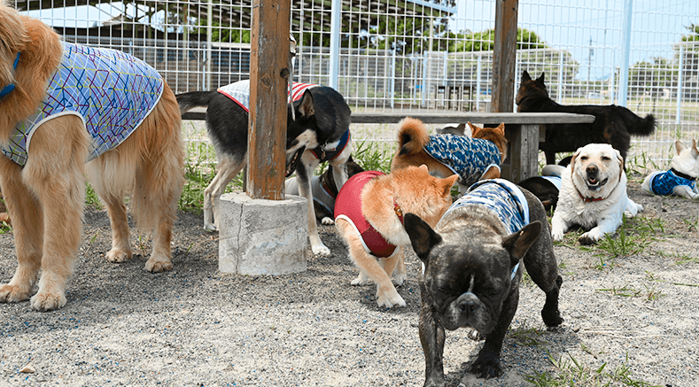 ひと味違う愛犬の様子をSNSで見ることができる